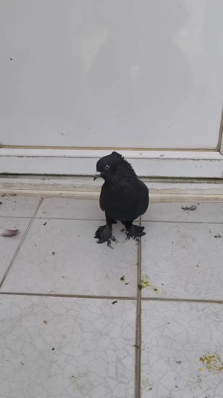 سیاه دم سفید نر شمعک تخت|پرنده|شیراز, گلکوب|دیوار