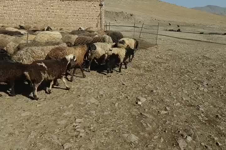 قیمت توافقی|حیوانات مزرعه|کنگاور, |دیوار