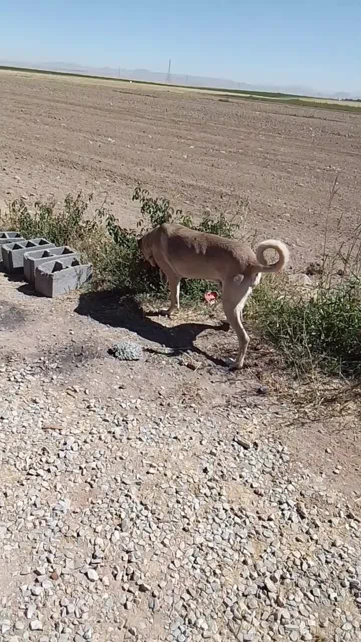 سگ نگهبان سراب|سگ|قروه, |دیوار