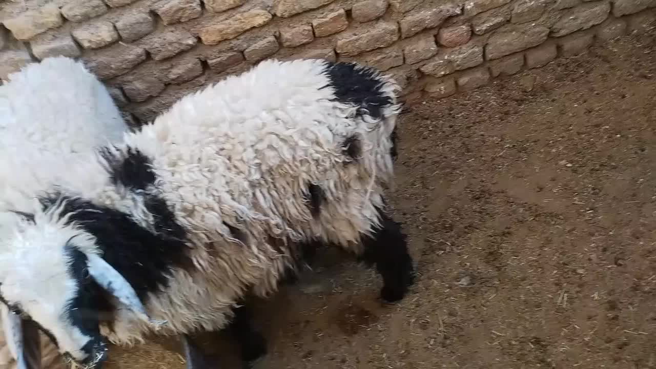 بره نرر چاق و چله|حیوانات مزرعه|زابل, |دیوار