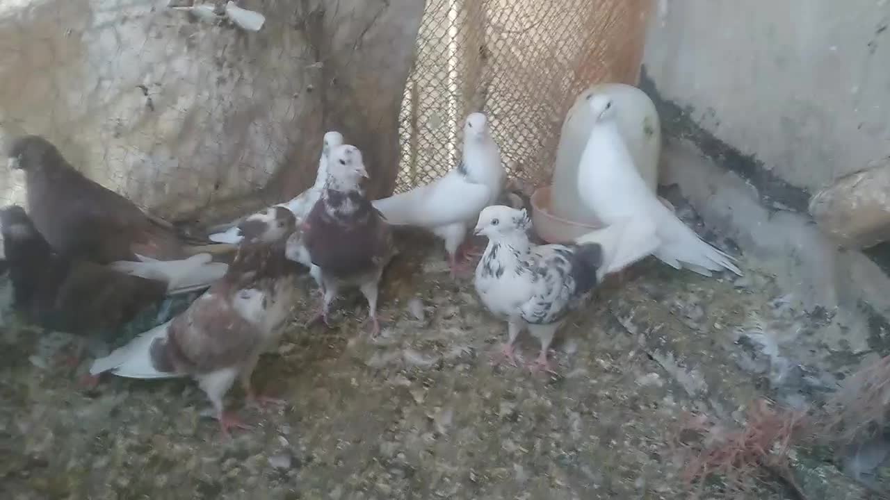 کبوتر|پرنده|شباب, |دیوار