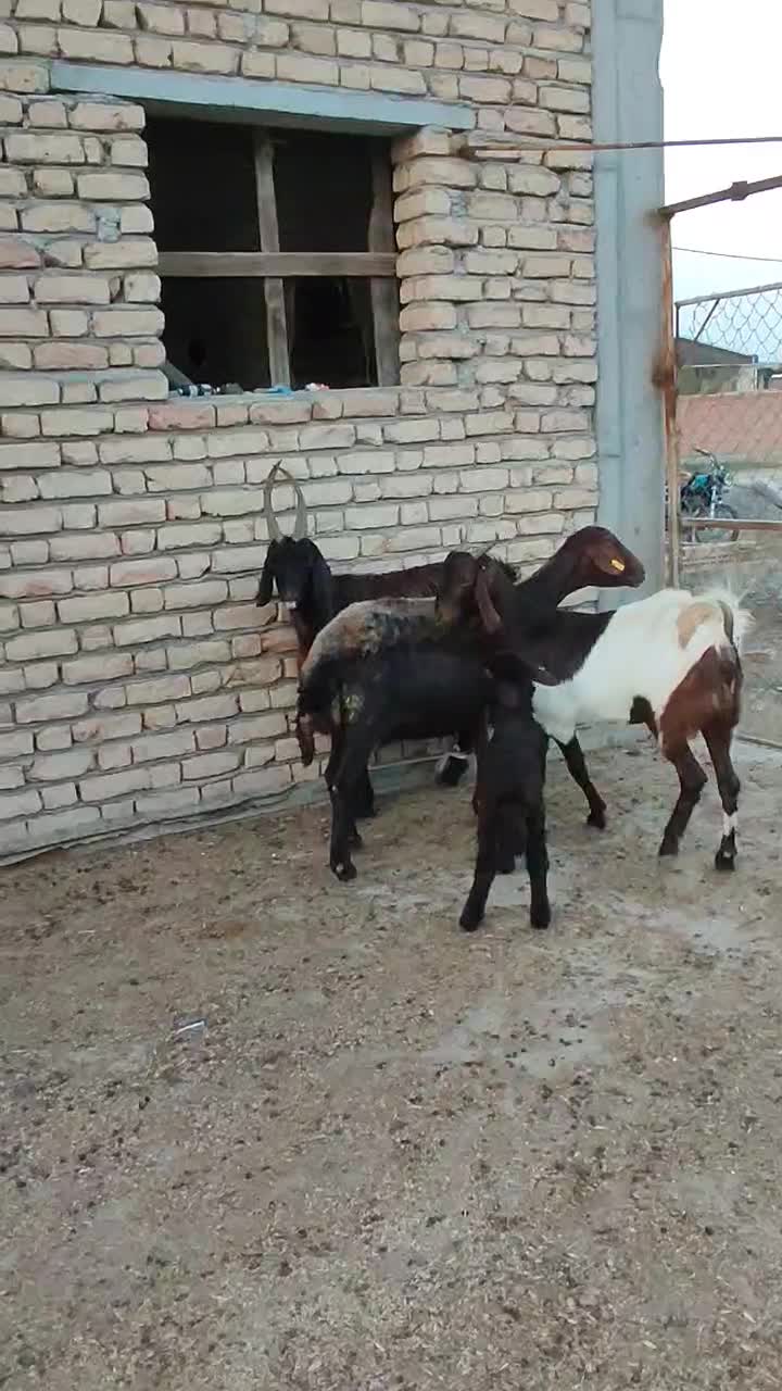 بز چاتمه گوسفند بره دار|حیوانات مزرعه|سیمین شهر, |دیوار