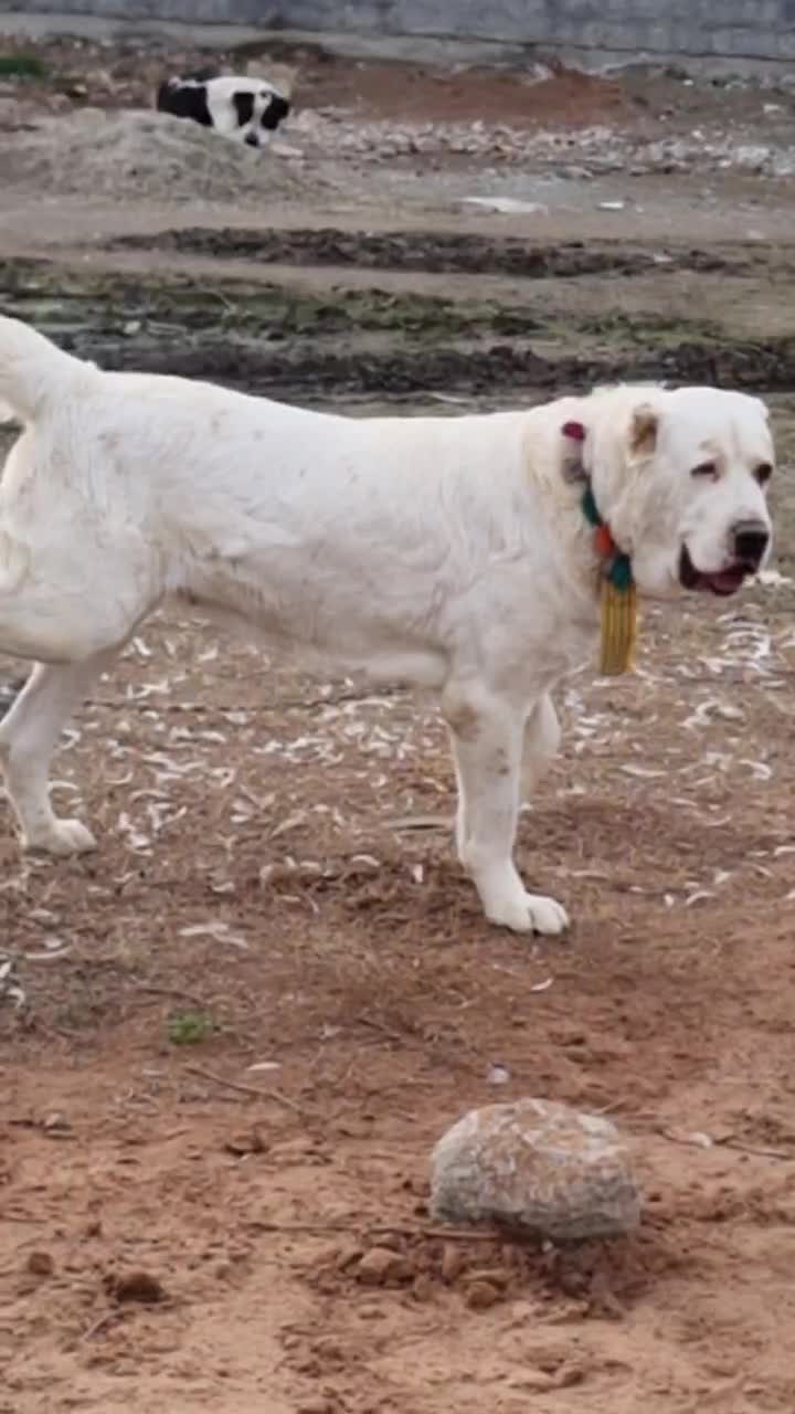 ماده آلبای|سگ|اراک, |دیوار