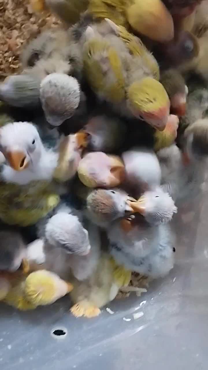 طوطی/برزیلی سرلاکی/فنج/راهب/عروس|پرنده|نظرآباد, صالح آباد|دیوار