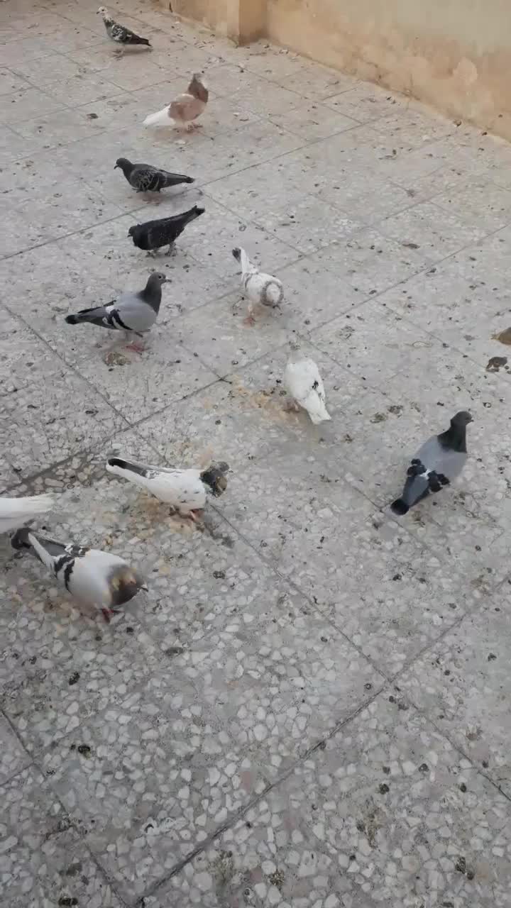 کبوتر پرشی تهرانی و مسافتی تعداد ۱۰تا|پرنده|اسلام‌شهر, شهرک مفیدی|دیوار