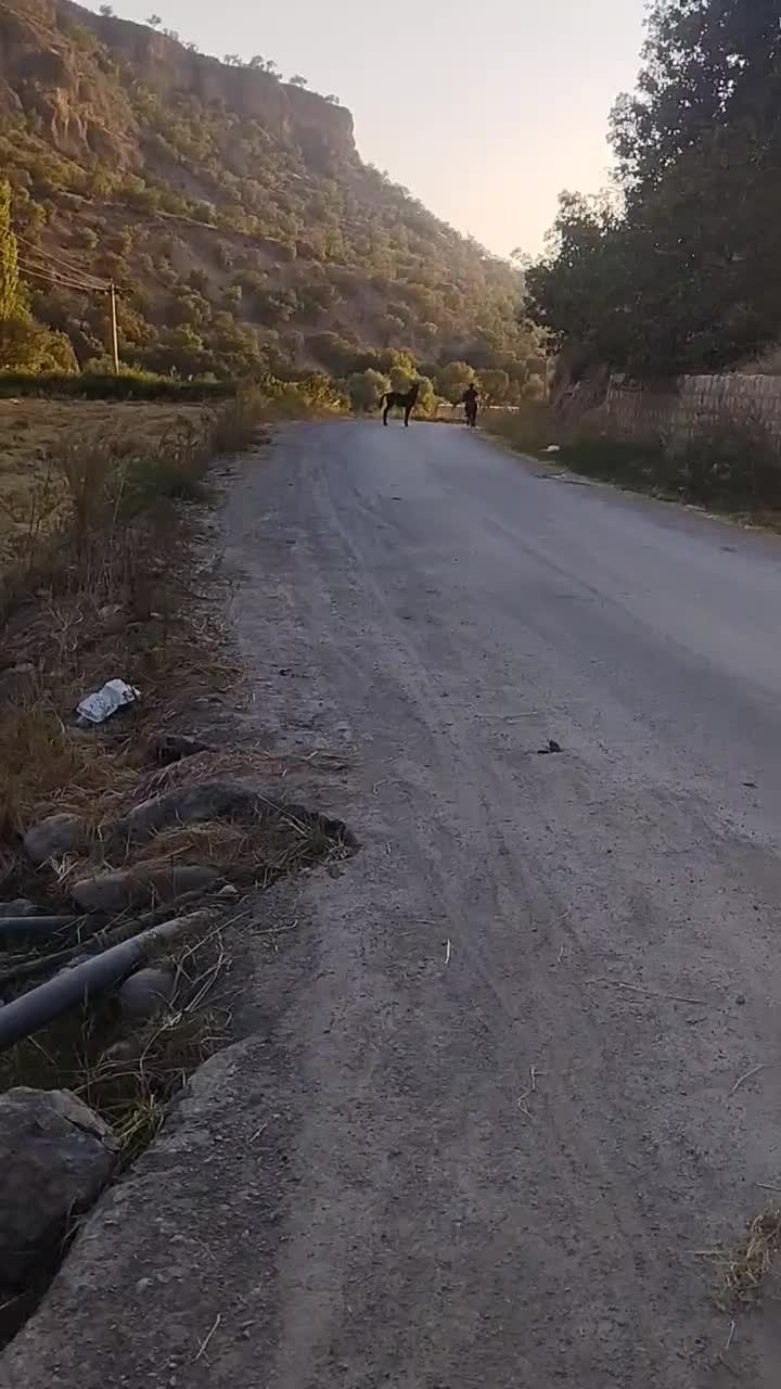 یک عدد مادیان همراه با کره مادیان وآبستن|اسب و تجهیزات اسب‌سواری|سی‌سخت, |دیوار