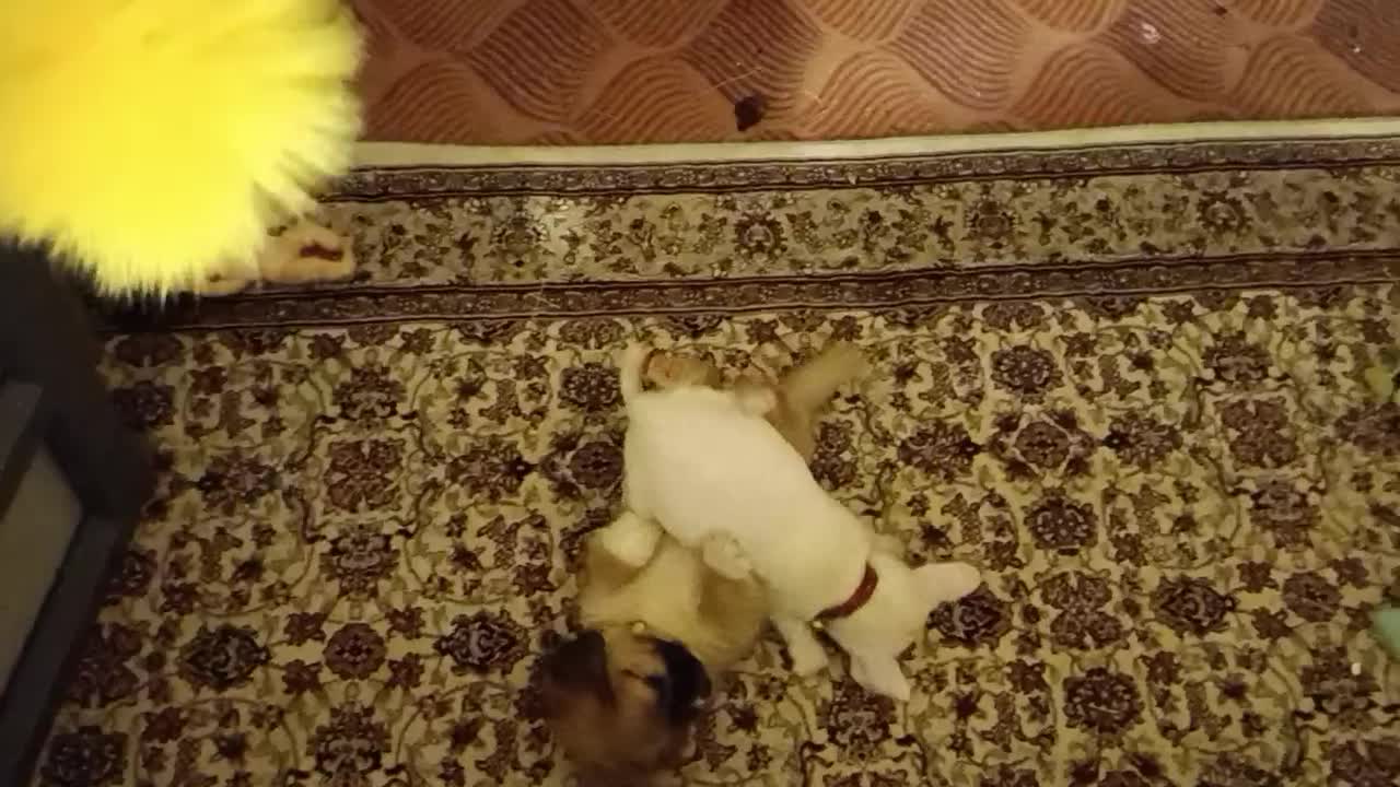 شی وا وا|سگ|شیراز, شهرک مهرگان|دیوار