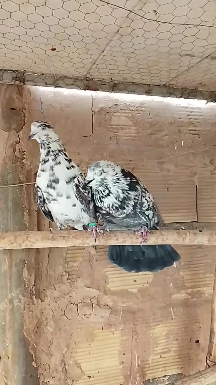 کبوتر پرشی به ضمانت|پرنده|قم, شهرک توانیر|دیوار