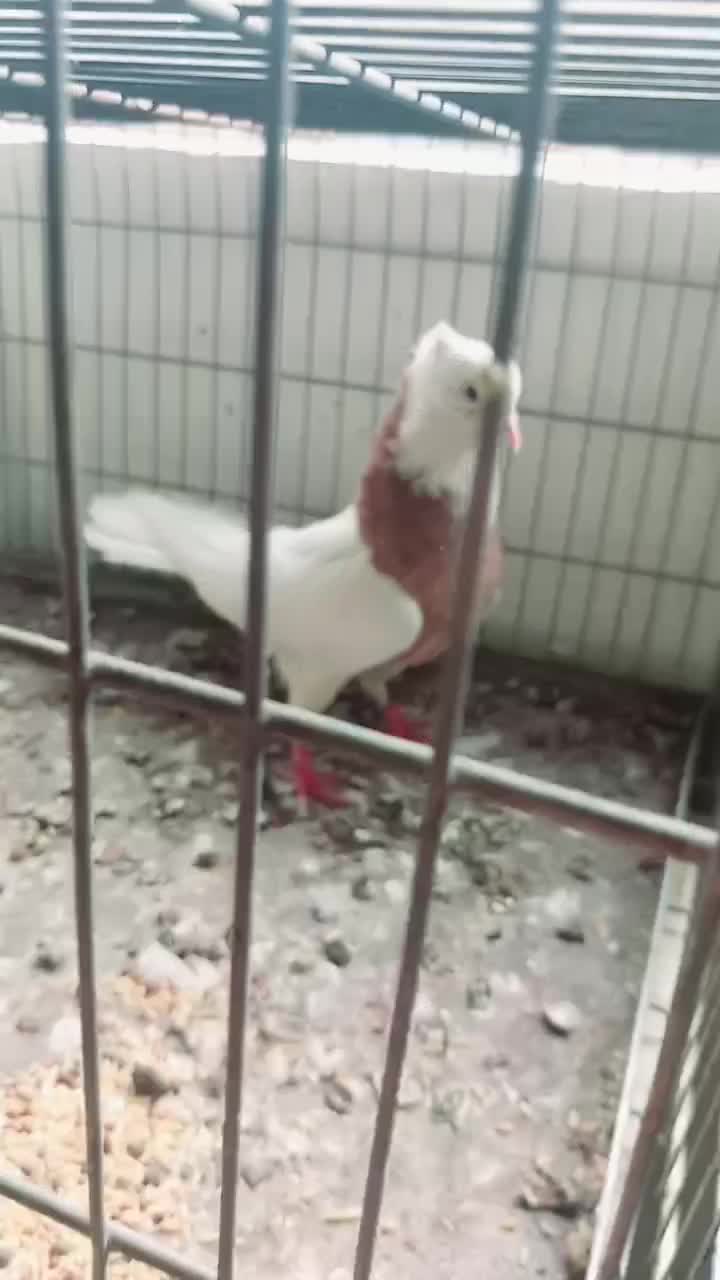 نر طوقی سرور مهر|پرنده|اردکان, |دیوار