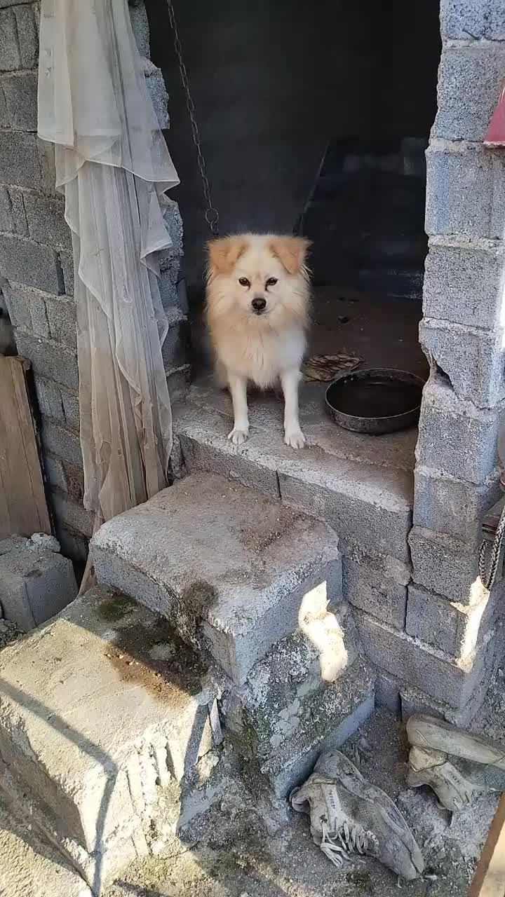 سگ پا کوتاه|سگ|کوچصفهان, |دیوار