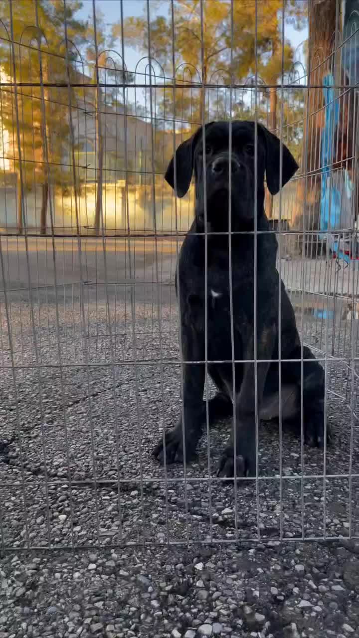 توله ماده کن کورسو با ابهت خاص|سگ|کرمان, |دیوار