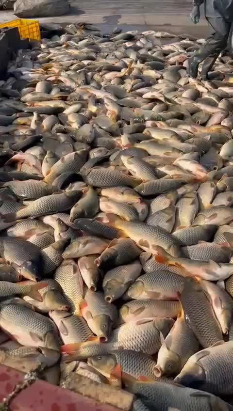 خرید و فروش ماهی کپور ( پرورشی )|عمدهفروشی|رشت, پسیخان|دیوار