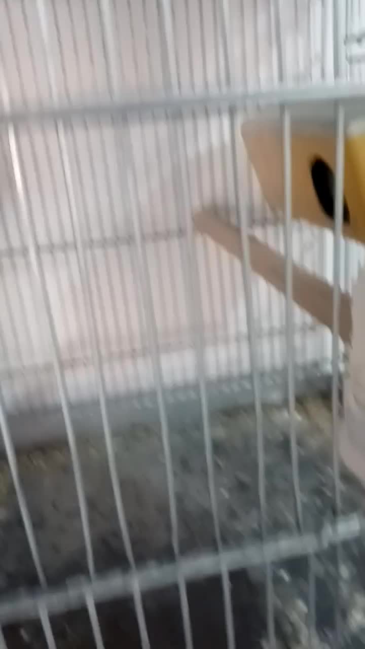 جفت مولد مرغ عشق رینبو رنگین کمانی فنچ طوطی راهب|پرنده|قدس, شهرقدس|دیوار