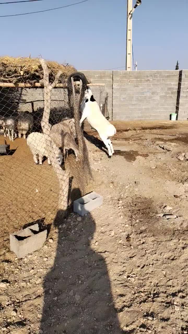 شیشک قوچ|حیوانات مزرعه|چاهک, |دیوار