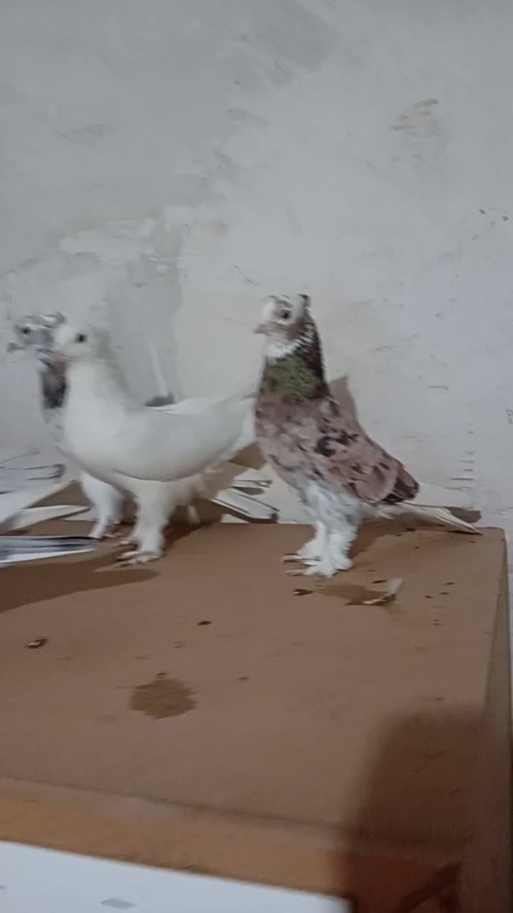 کفتر کبوتر|پرنده|شهریار, شهرک امیریه|دیوار