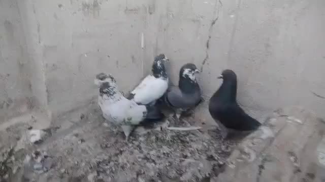 کبوتر پرشی ضمانتی|پرنده|بندرعباس, |دیوار