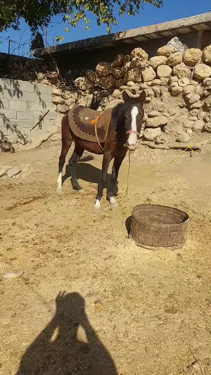 سلام دوستان نوزدین سه سال سر دم گیر شکم خالی|حیوانات مزرعه|بازفت, |دیوار