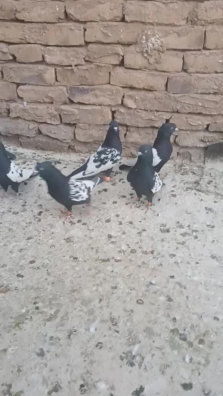 فروشی کبوتر سینه سیاه|پرنده|رشتخوار, |دیوار
