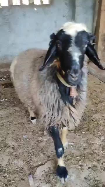 قوچ|حیوانات مزرعه|کاکی, |دیوار