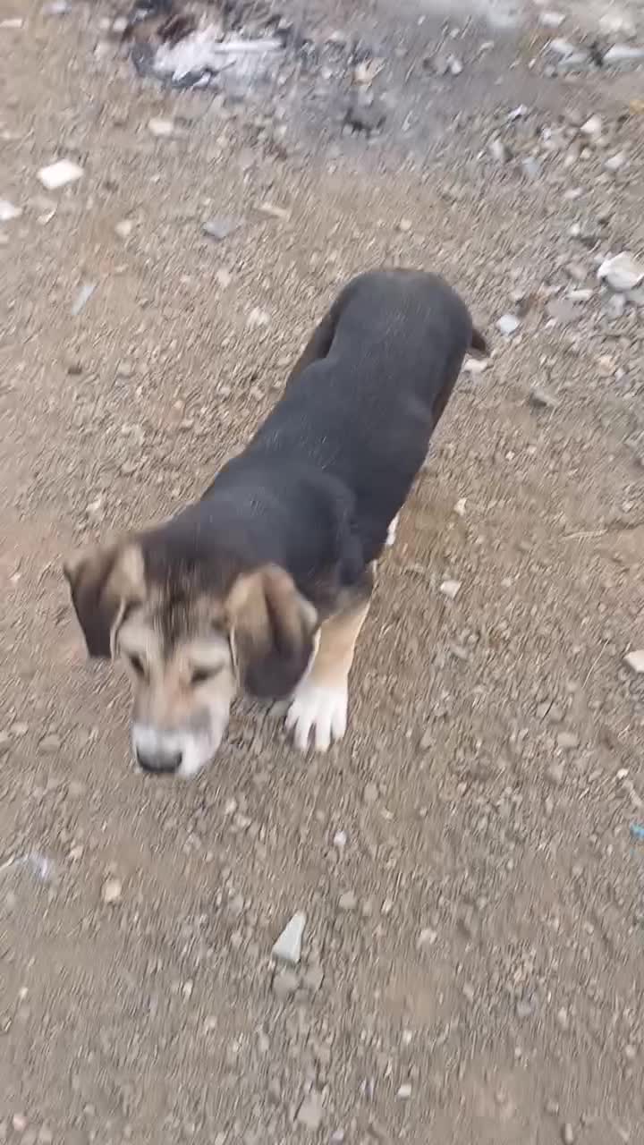 توله سک عراقی نر ۳ ماهه|سگ|هوراند, |دیوار