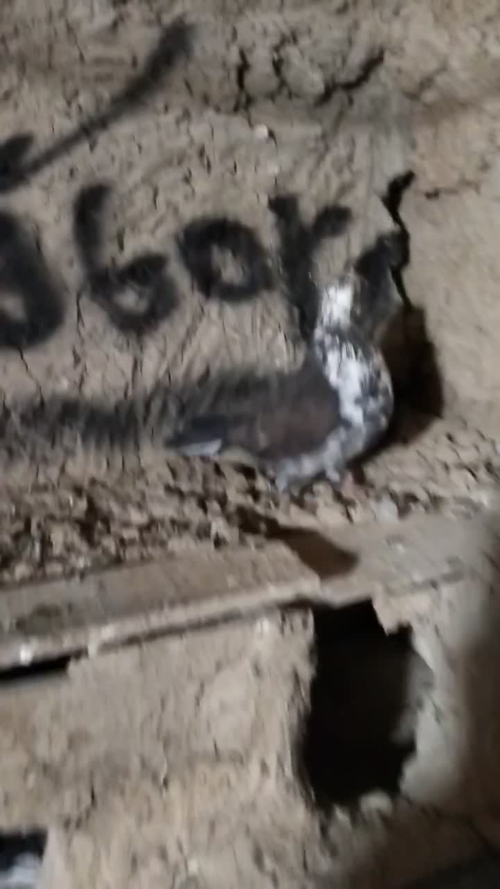 کفتر پرشی زینتی|پرنده|خنداب, |دیوار