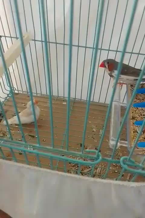 فنچ|پرنده|محلات, |دیوار