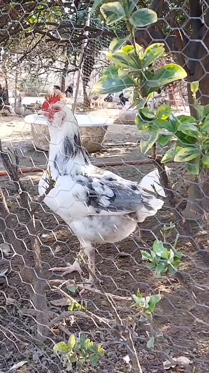 مرغ و خروس محلی|حیوانات مزرعه|چابکسر, |دیوار