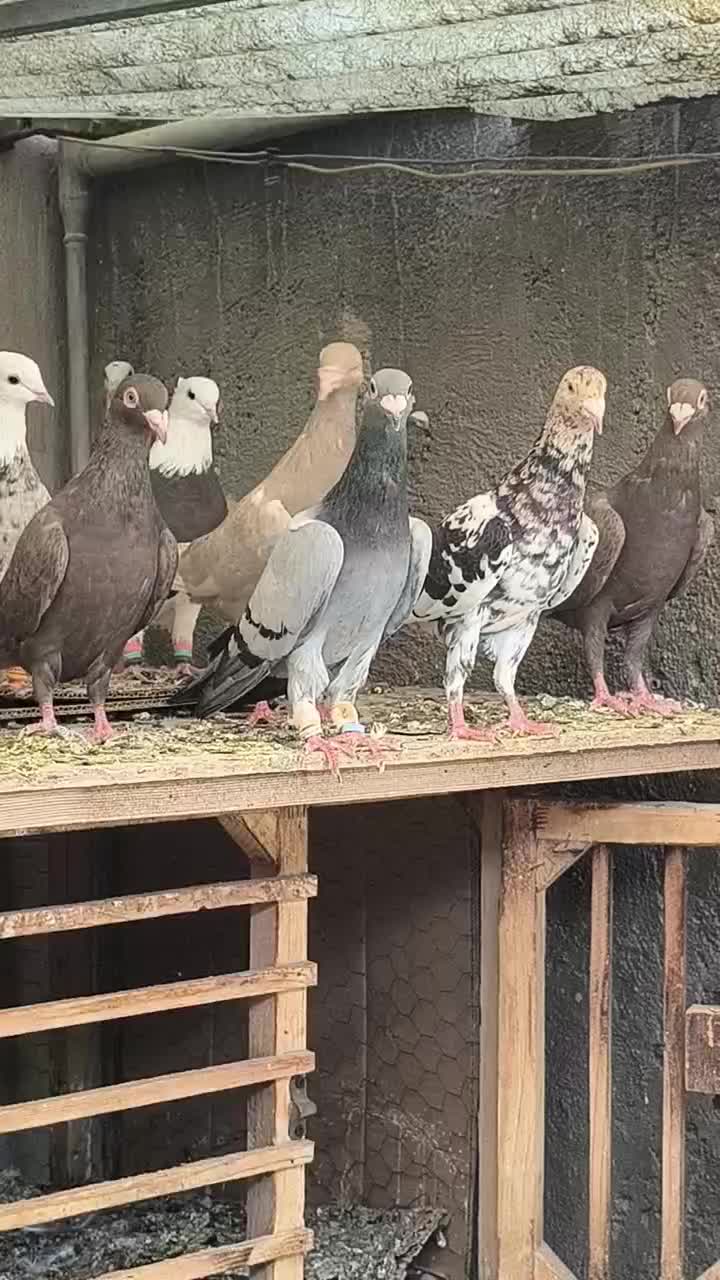 کبود ماده ،جوجه زرد هفترنگ|پرنده|قزوین, |دیوار