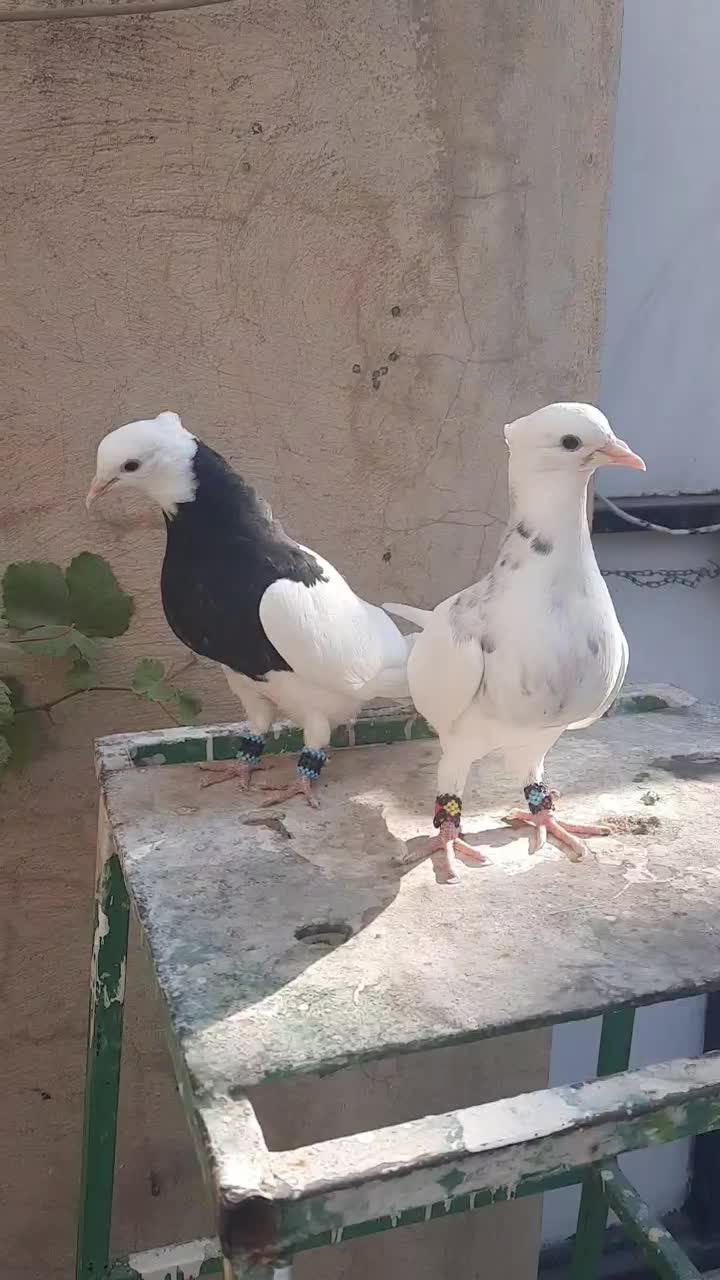 فروش چند جفت طوقی جوانه|پرنده|یاسوج, |دیوار