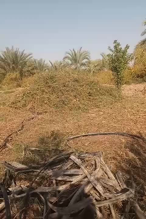 علف حرز|لوازم جانبی حیوانات|عنبرآباد, |دیوار