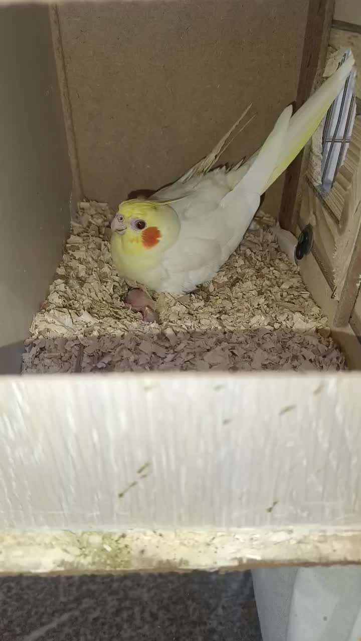 جفت عروس هلندی فوق مولد|پرنده|اندیمشک, |دیوار