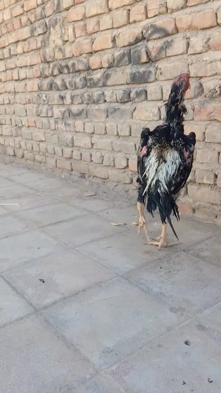 خروس لاری اوشامو|حیوانات مزرعه|مشهد, ده دی|دیوار