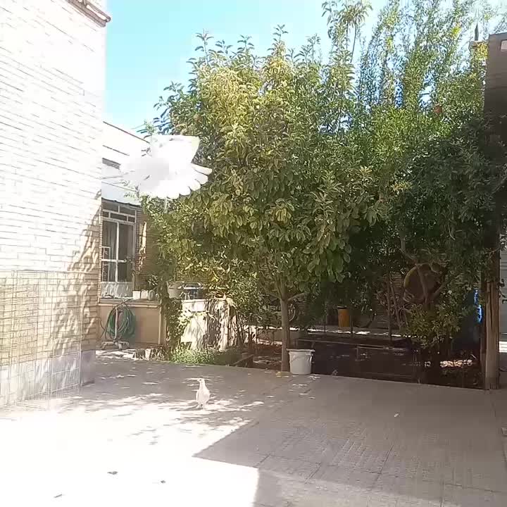 پرنده|پرنده|تفت, |دیوار