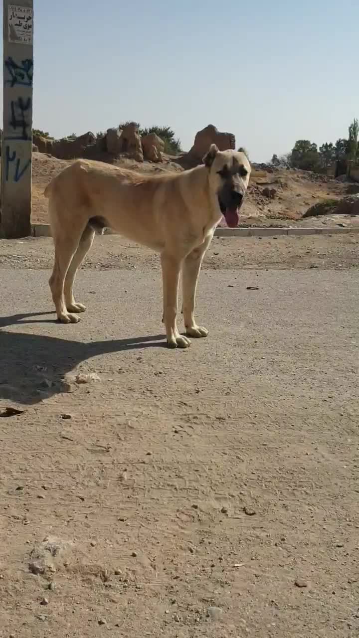 سرابی نر|سگ|حلب, |دیوار