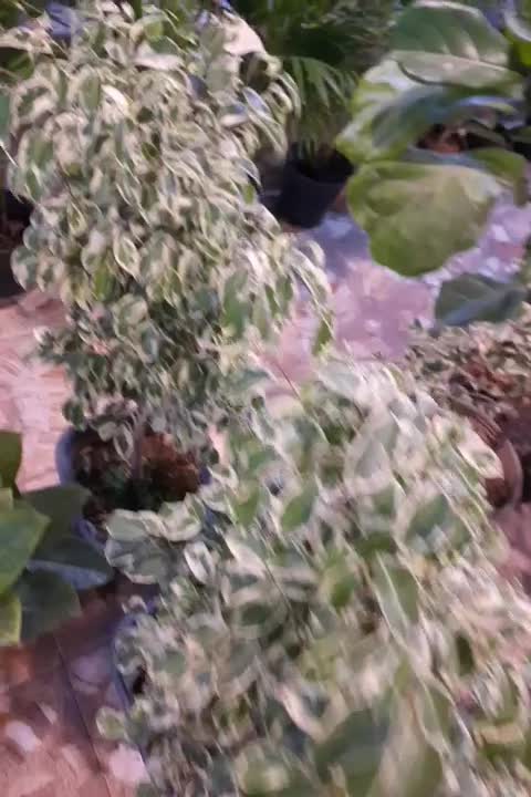 گل کاغذی|گل و گیاه طبیعی|آستانه اشرفیه, |دیوار