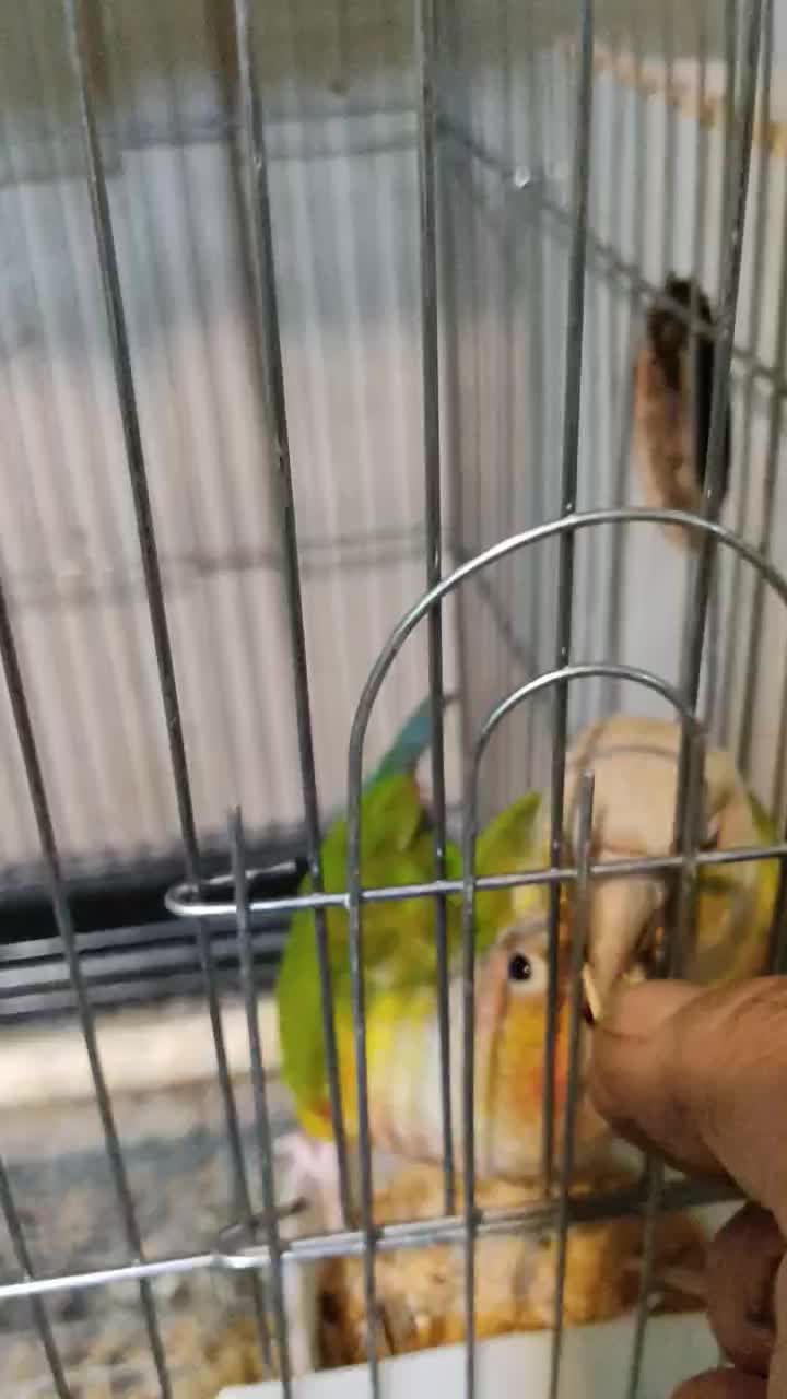 گرینجیک|پرنده|فیرورق, |دیوار