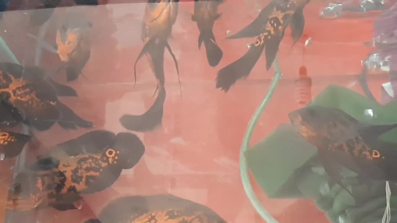 ماهی اسکار سلطنتی رد.حلزون سیب.|ماهی|کاشان, دانش|دیوار