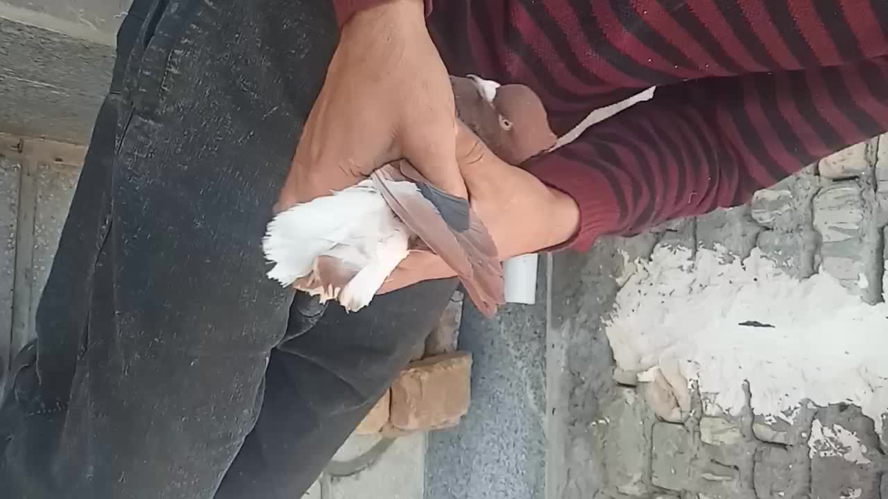 کبوتردمسفید ماده|پرنده|اسفراین, |دیوار