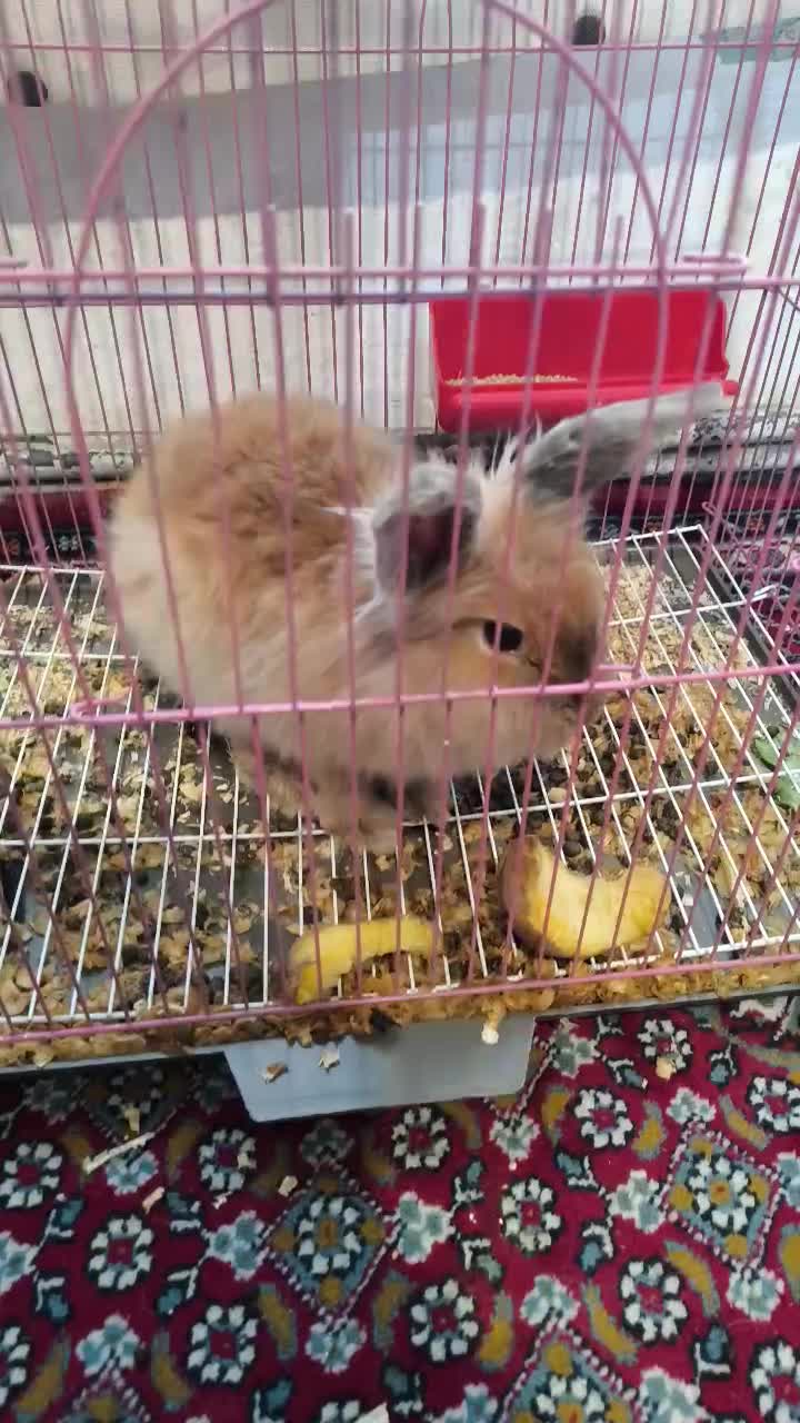 خرگوش مینی لوپ|موش و خرگوش|اردبیل, |دیوار