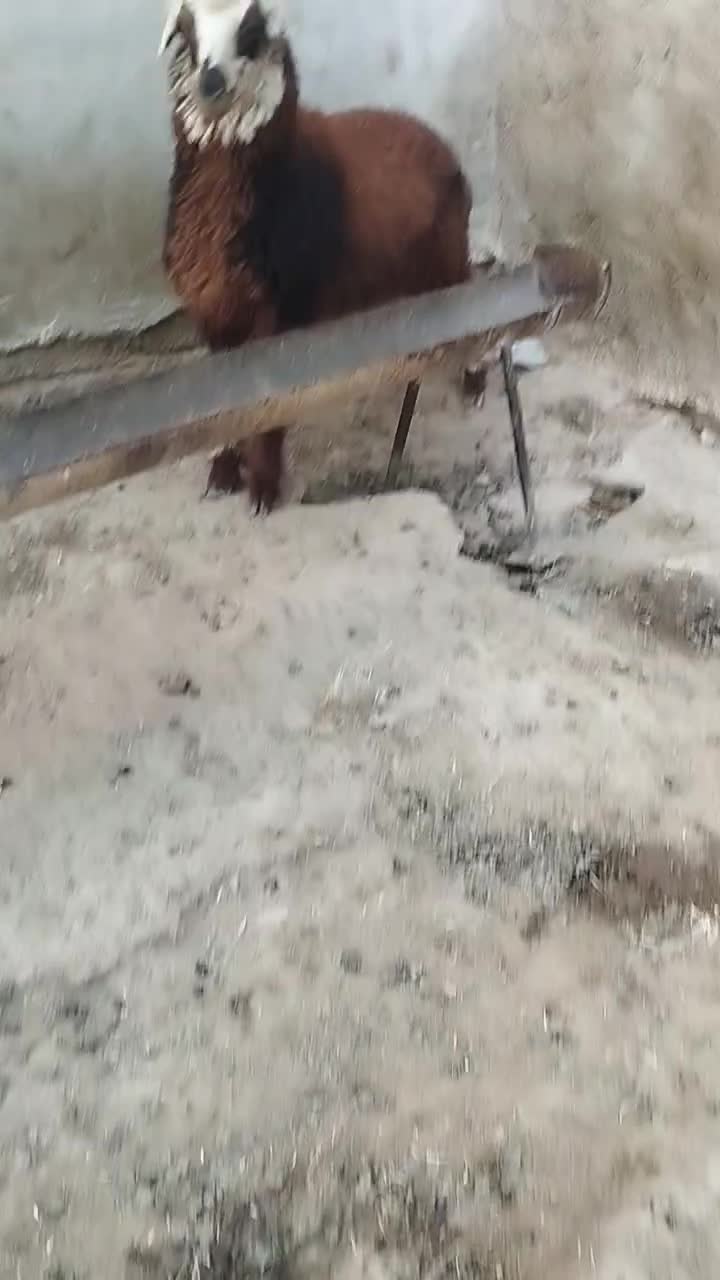 بره ماده|حیوانات مزرعه|هندیجان, |دیوار