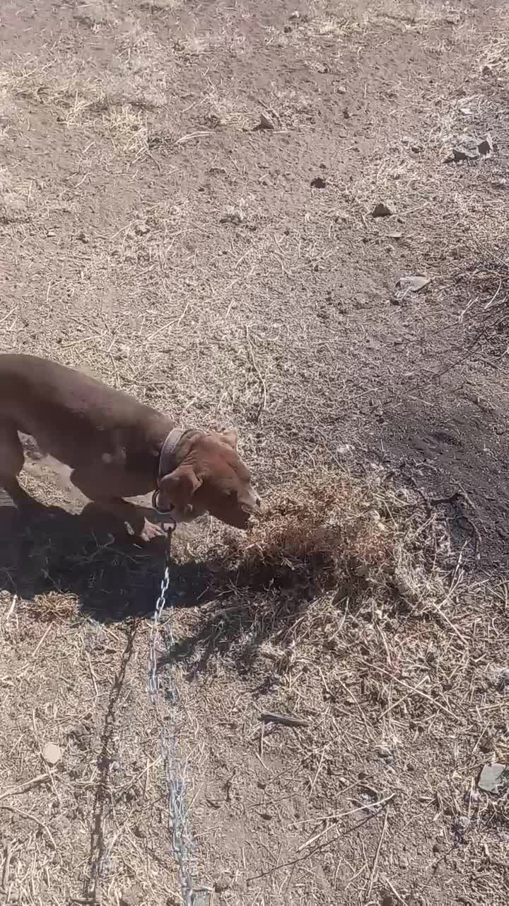 پیتبول|سگ|کرج, باغستان|دیوار