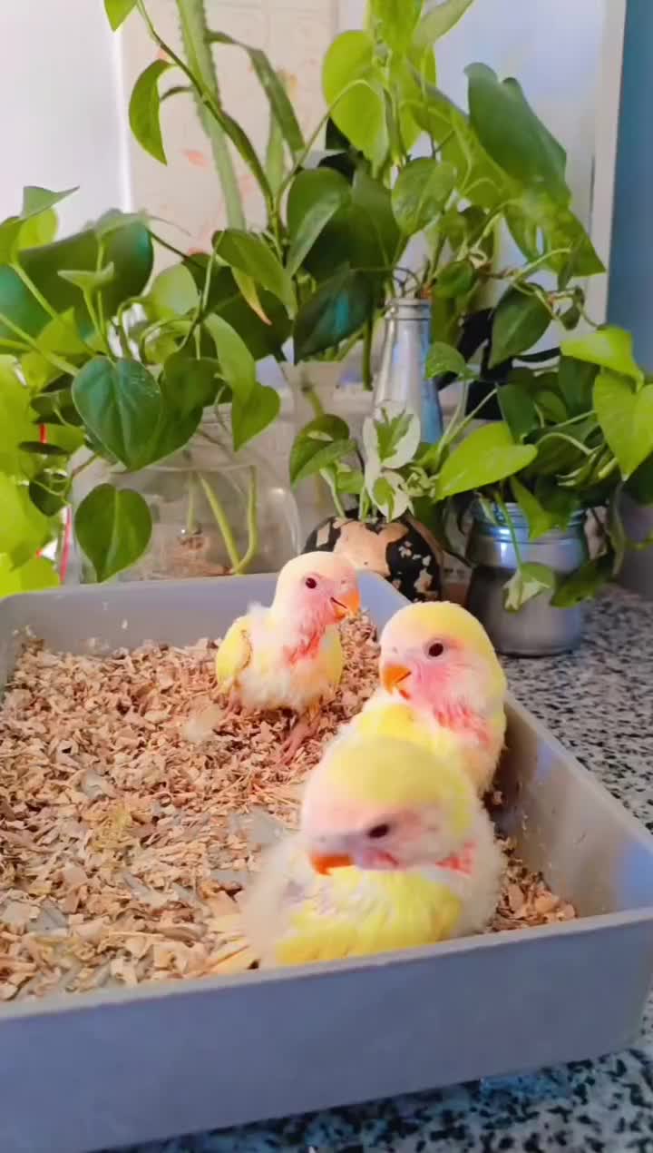 طوطی کتوله|پرنده|سیرجان, |دیوار