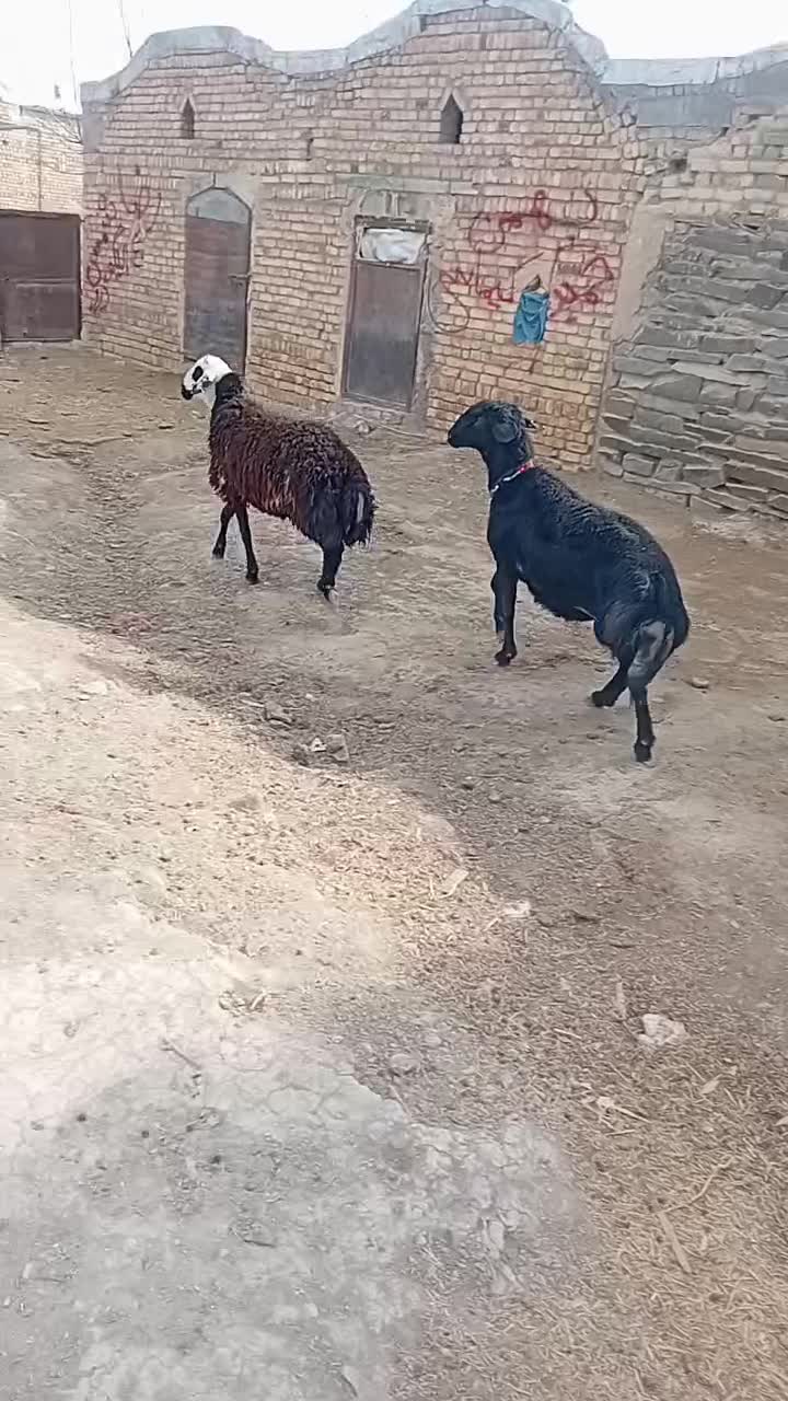 بره قوچ آنتیک یک یک|حیوانات مزرعه|کمیجان, |دیوار