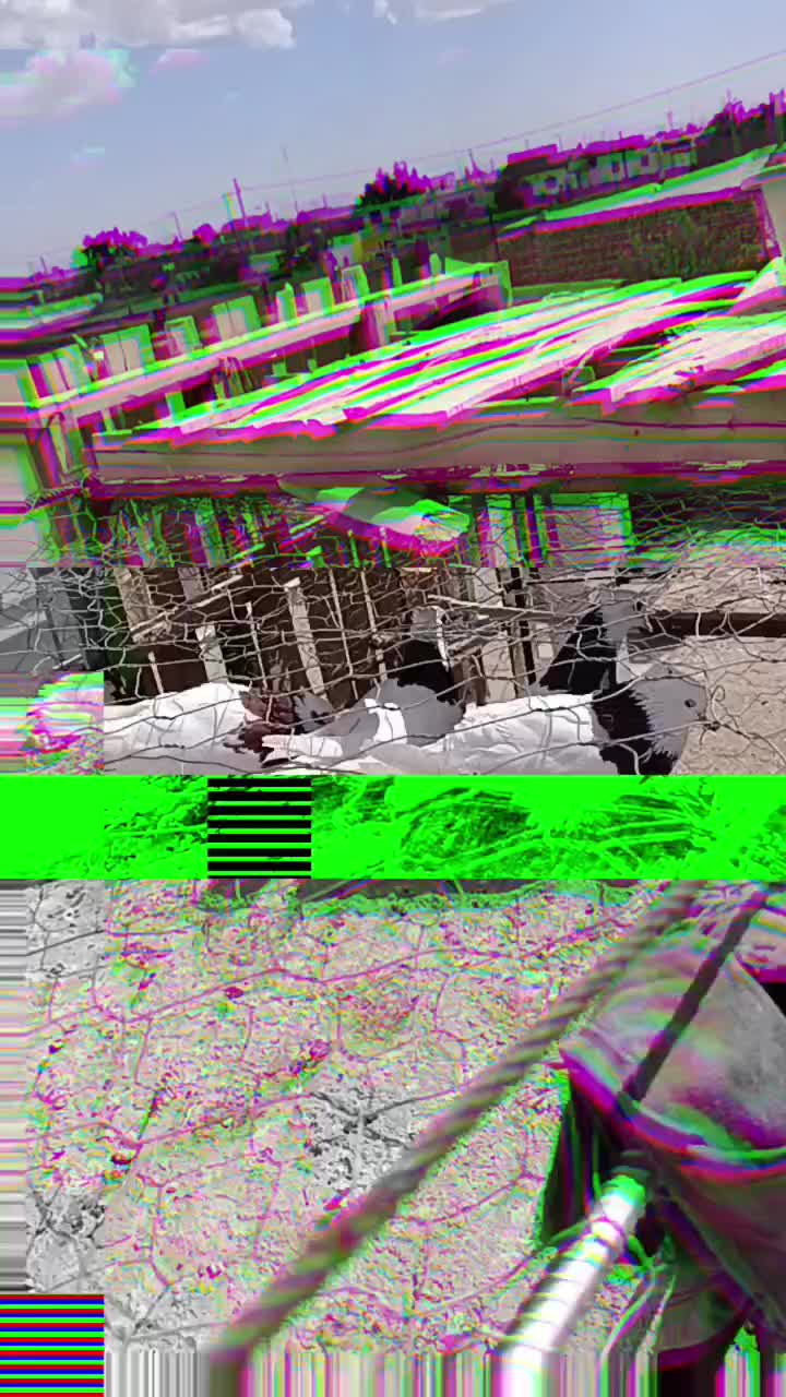 کفتر|پرنده|خوسف, |دیوار