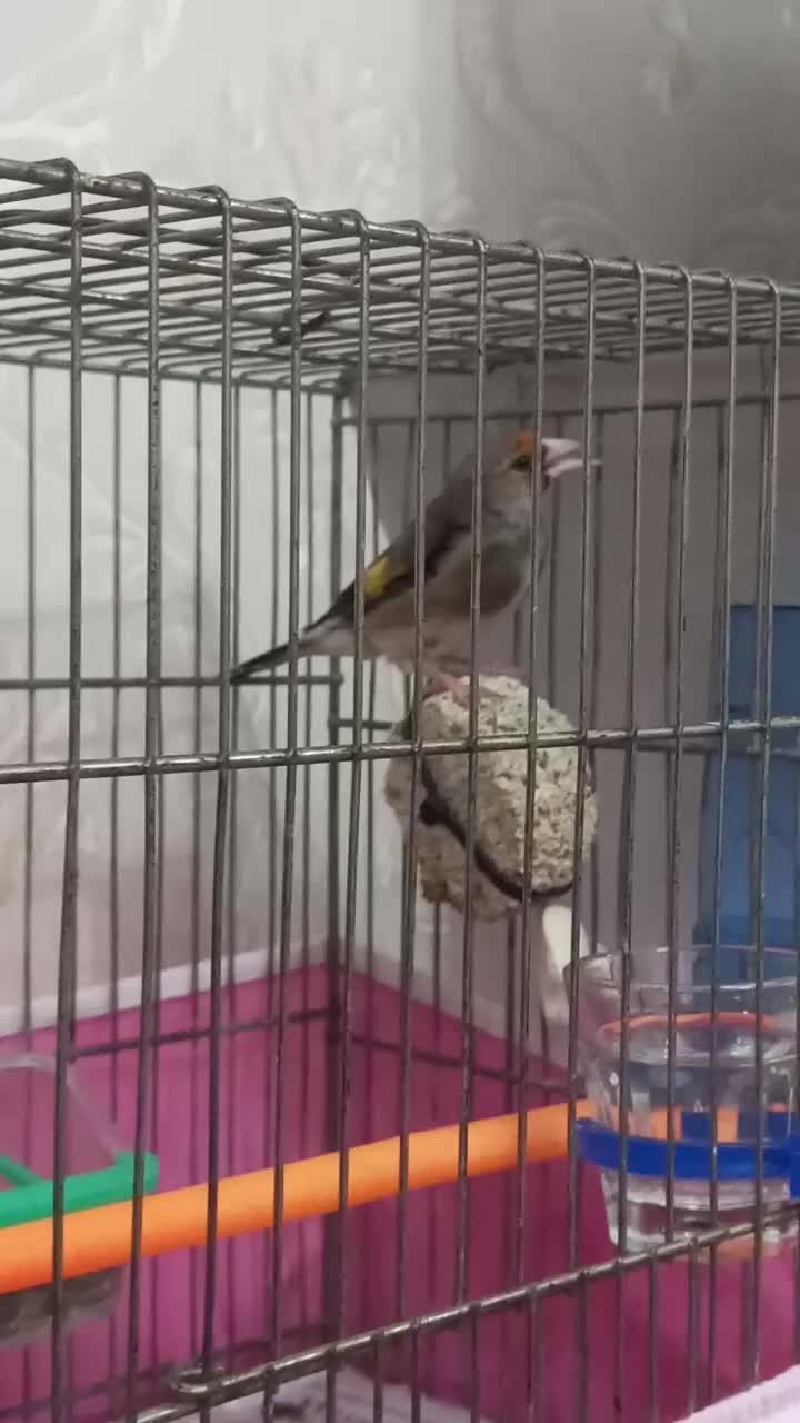 سهره  کرمانی نر|پرنده|گرگان, |دیوار