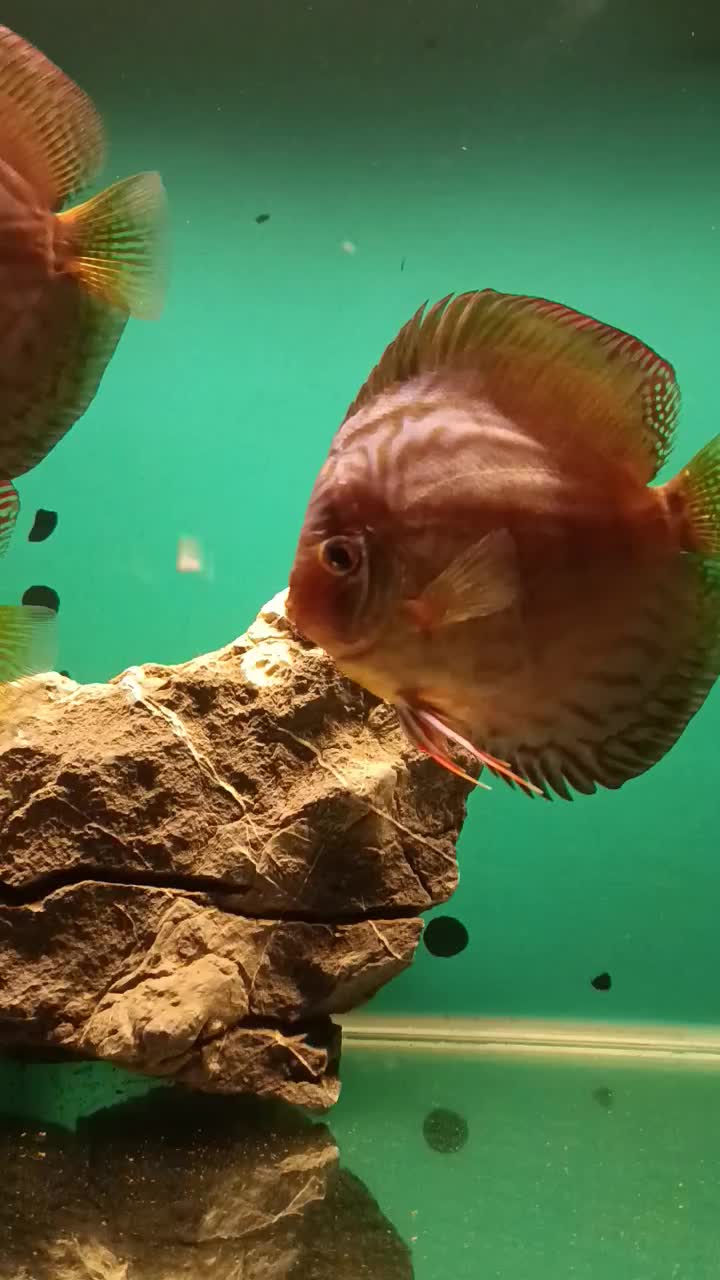 ماهی دیسکس|ماهی|قم, شاه سید علی|دیوار