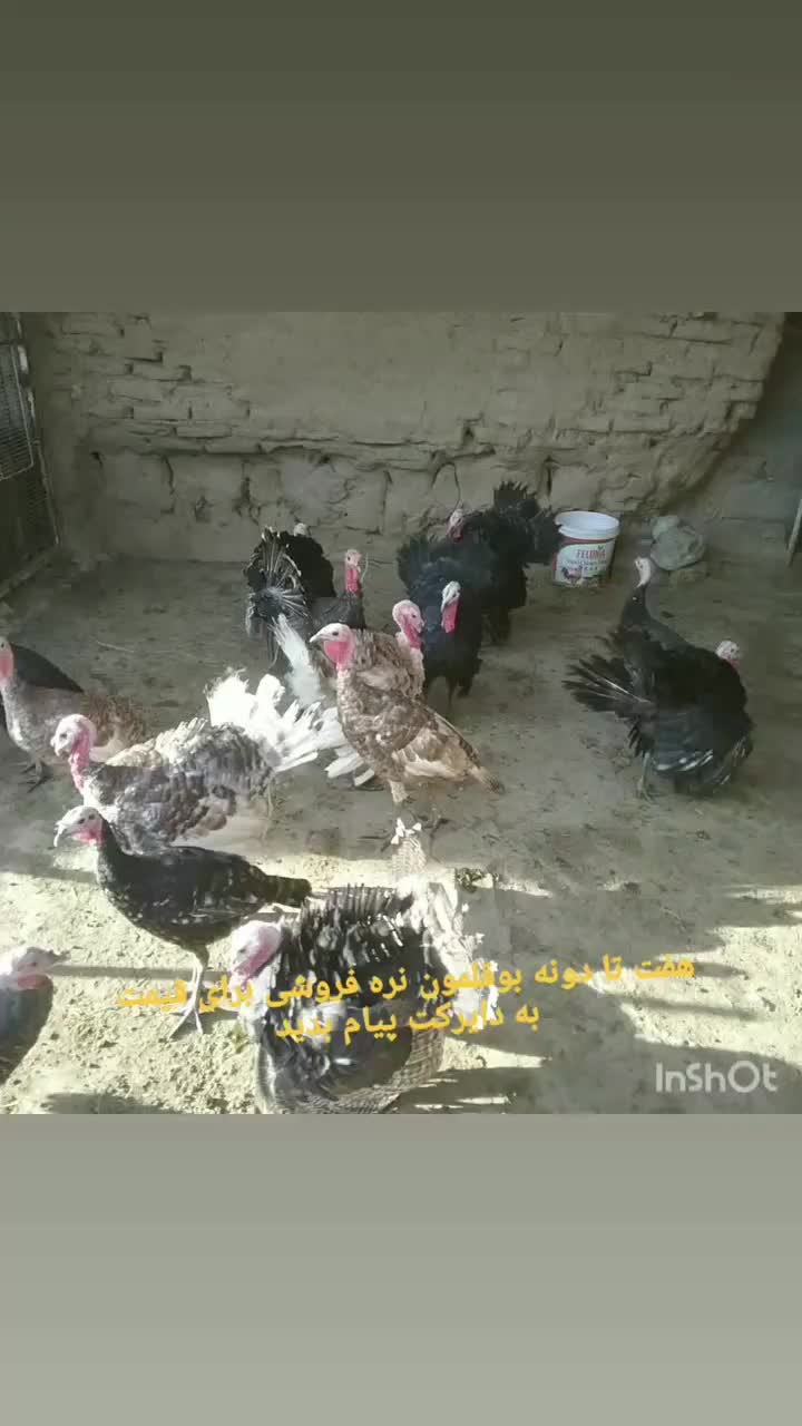 بوقلمون|حیوانات مزرعه|عطاملک, |دیوار