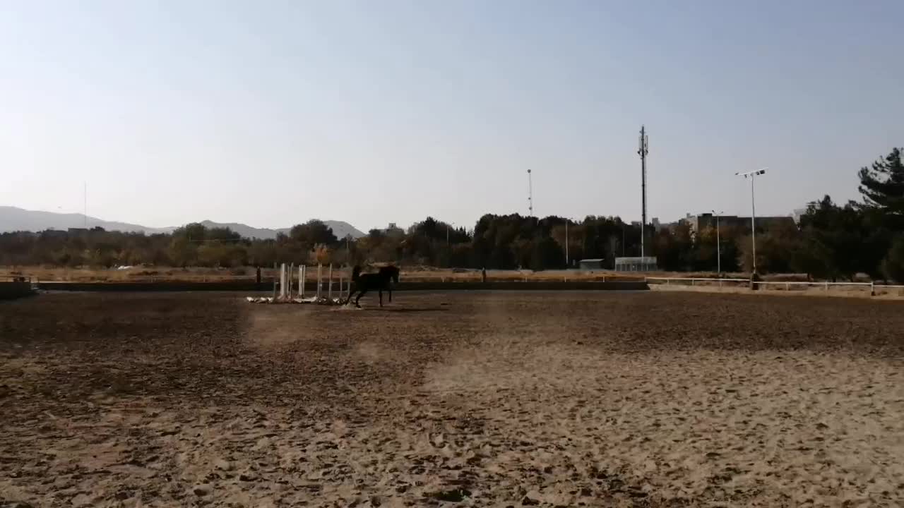 فروش اسب ایرانی|اسب و تجهیزات اسب‌سواری|مشهد, کوثر|دیوار