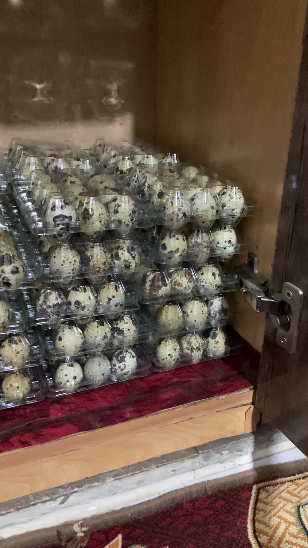 تخم بلدرچین|خوردنی و آشامیدنی|بردسیر, |دیوار