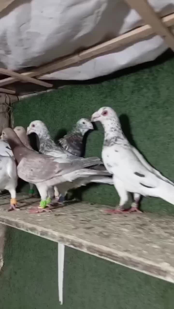 10 تا هفترنگ|پرنده|محمدیه-قزوین, |دیوار